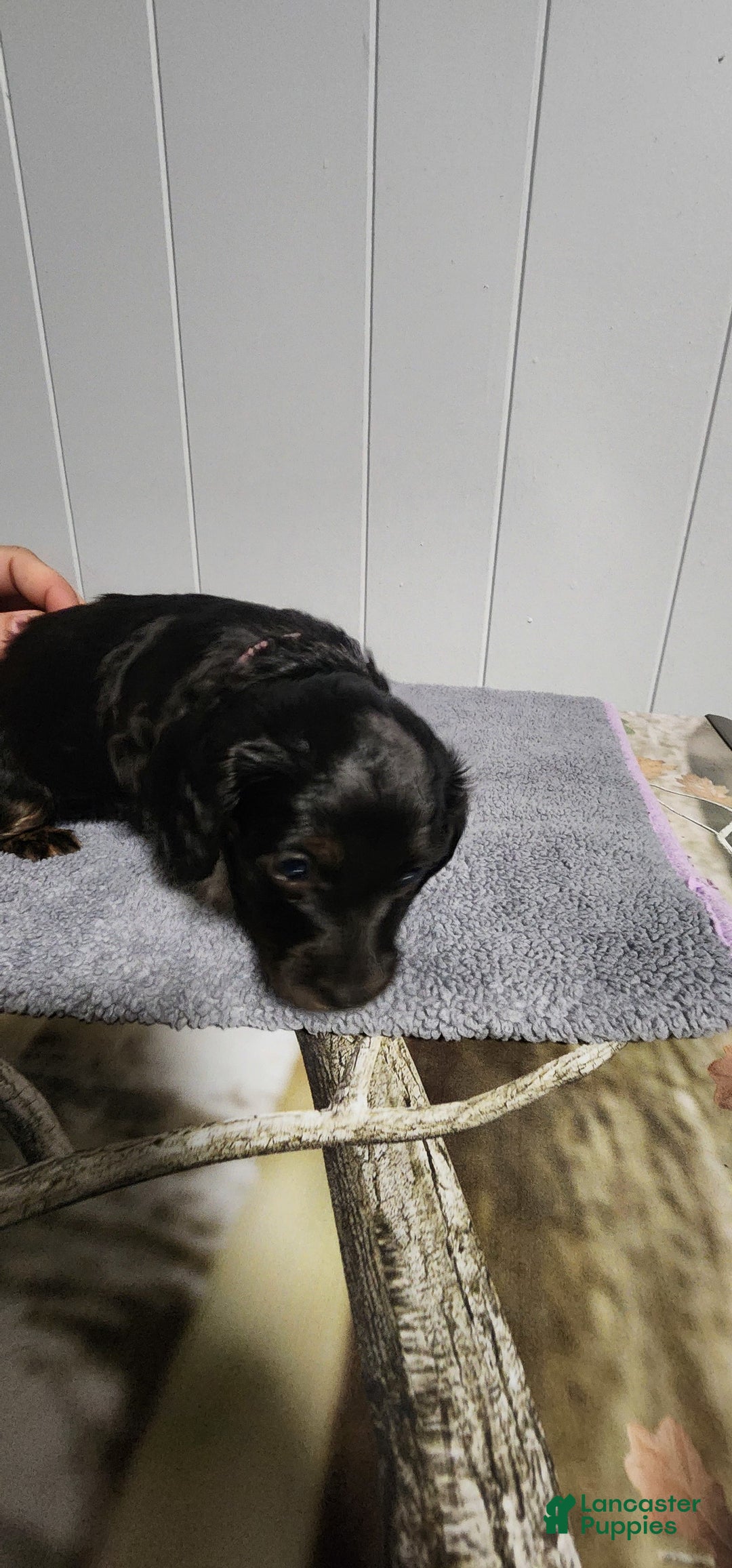 Miniature Dachshund dogs for sale: Maya - Image 7