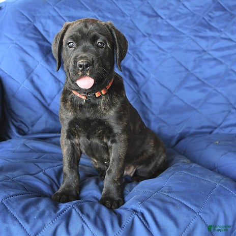 Cane Corso dogs for sale - Ad 2