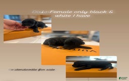 Goldendoodle dogs for sale: Dixie - Image 1
