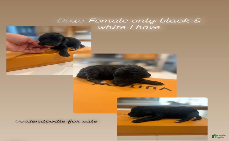 Goldendoodle dogs for sale - Ad 1