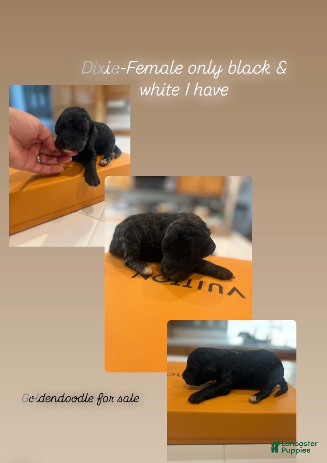 Goldendoodle dogs for sale: Dixie - Image 1
