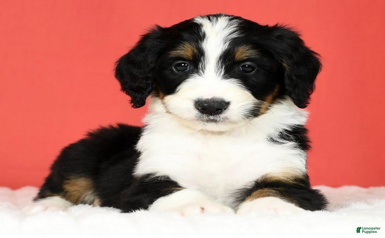 Bernedoodle dogs for sale - Ad 2