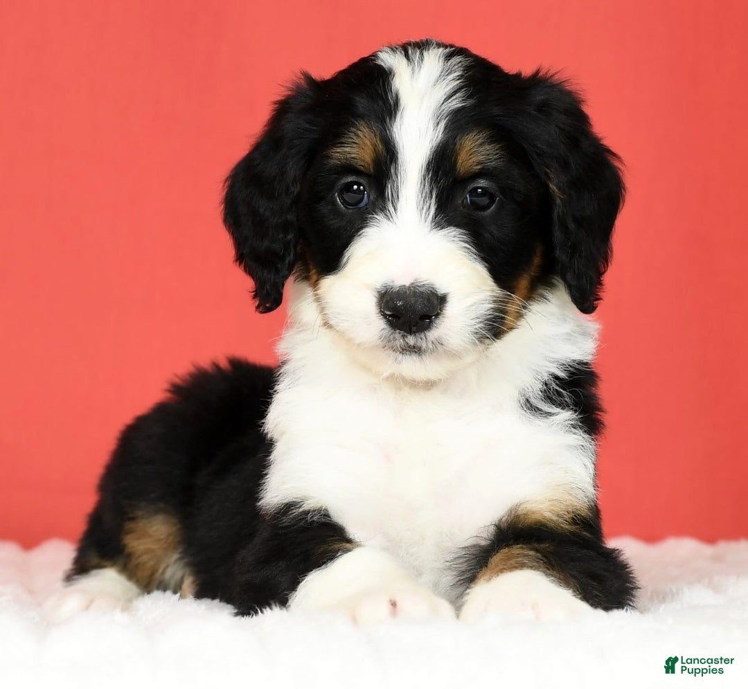 Bernedoodle dogs for sale: Lola - Image 1