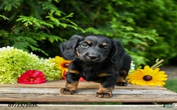 Miniature Dachshund dogs for sale: Espresso - Image 3