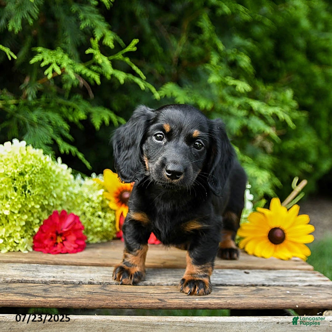 Miniature Dachshund dogs for sale: Espresso - Image 3