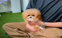 Maltipoo dogs for sale: Teo - Image 1