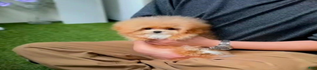 Teo