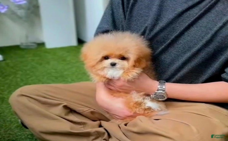 Maltipoo dogs for sale - Ad 3