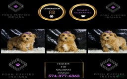 Maltipoo dogs for sale: Felicity - Image 2