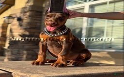 Doberman Pinscher dogs for sale: Stella - Image 3