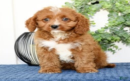 Cavapoo dogs for sale: Ernesto - Image 18