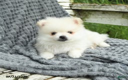 Pomeranian dogs for sale: Winston - Image 2