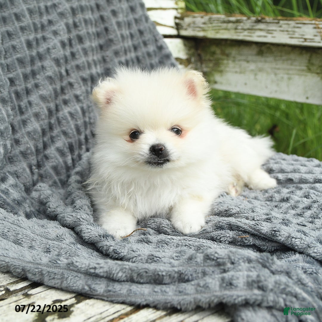 Pomeranian dogs for sale: Winston - Image 2