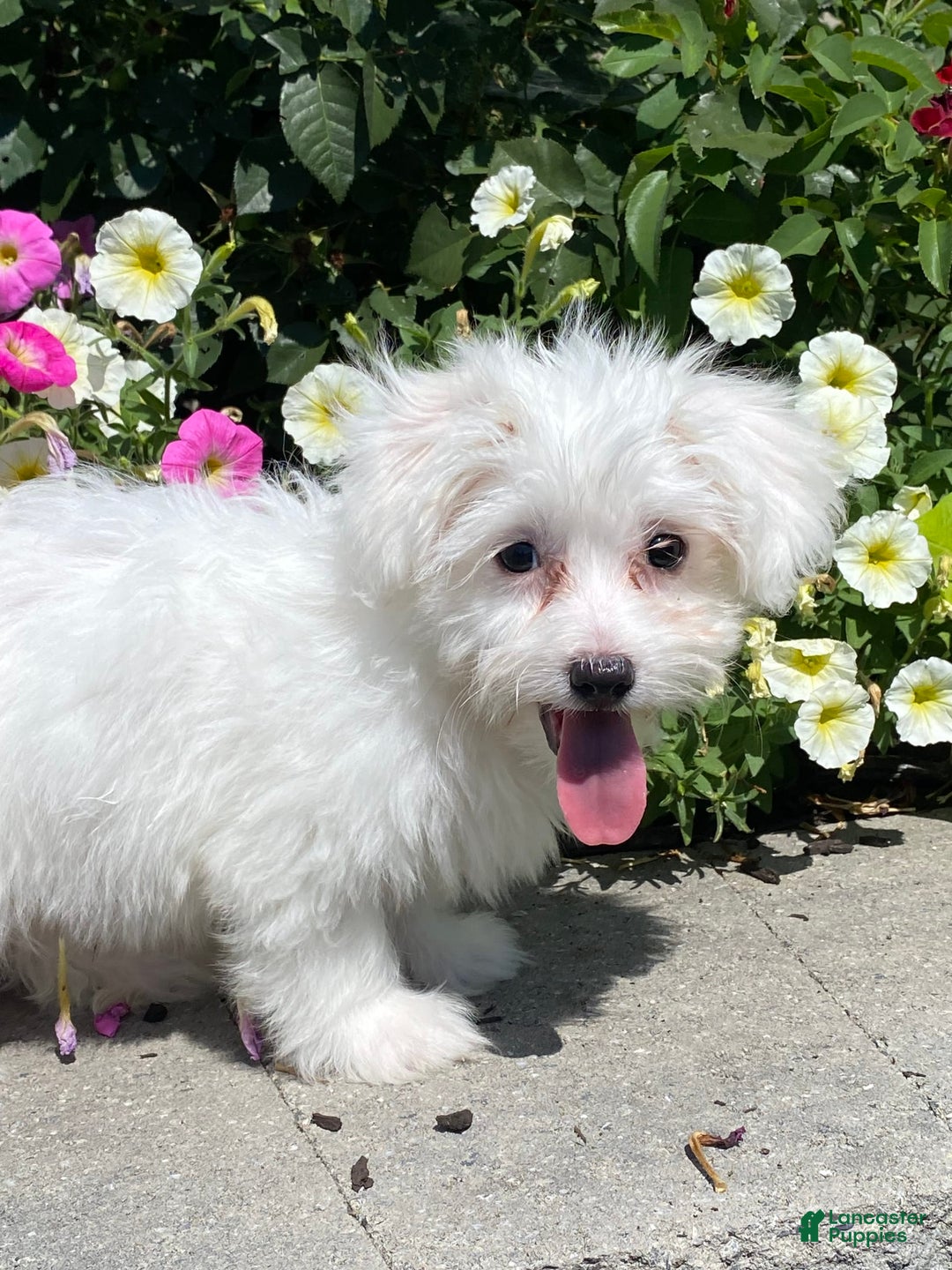 Coton De Tulear dogs for sale: Coco - Image 3