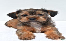 Morkie dogs for sale: Clifford - Image 5