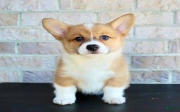 Welsh Corgi Pembroke dogs for sale: Welsh Corgi (Pembroke) 5 puppies - Image 15