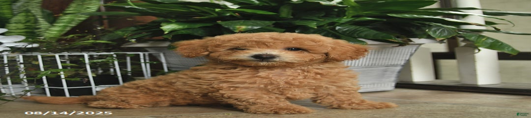 Forrest
