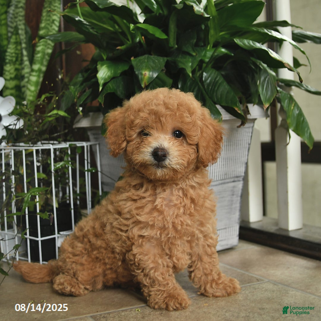 Shihpoo dogs for sale: Forrest - Image 1