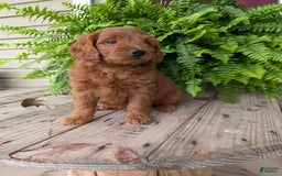 Mini Goldendoodle dogs for sale: Mini-logan - Image 25