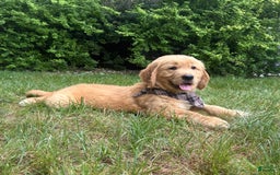 Golden Retriever dogs for sale: Hunter - Image 6