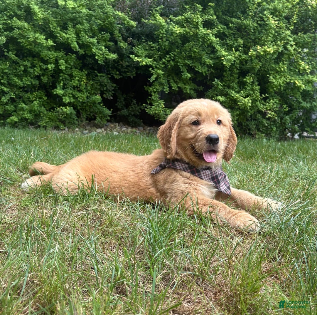 Golden Retriever dogs for sale: Hunter - Image 6
