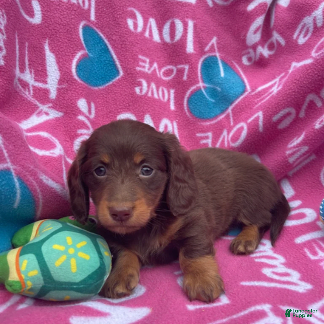 Dachshund dogs for sale: Brownie Chocolate Girl 1952 - Image 14