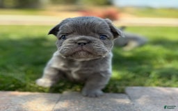 French Bulldog dogs for sale: Bentley - Image 2