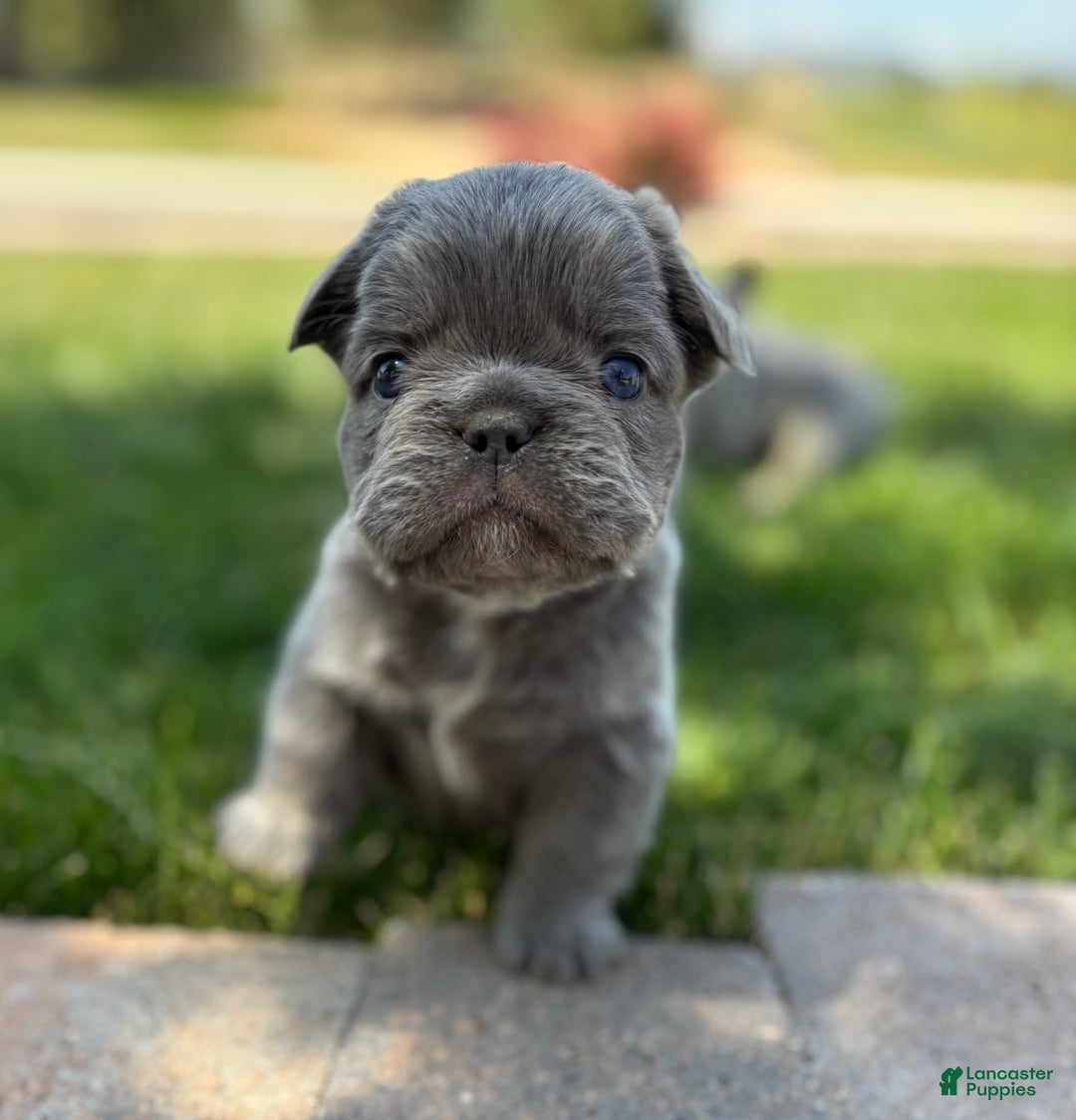 French Bulldog dogs for sale: Bentley - Image 2