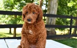 Mini Goldendoodle dogs for sale: Betty - Image 1