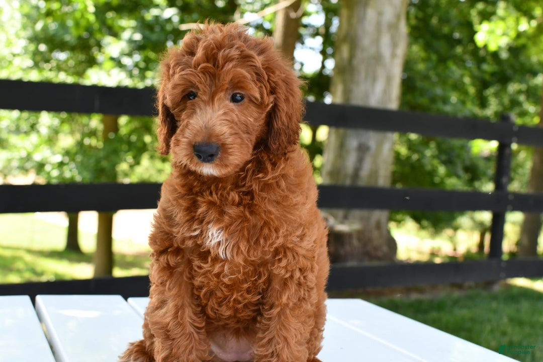 Mini Goldendoodle dogs for sale: Betty - Image 1