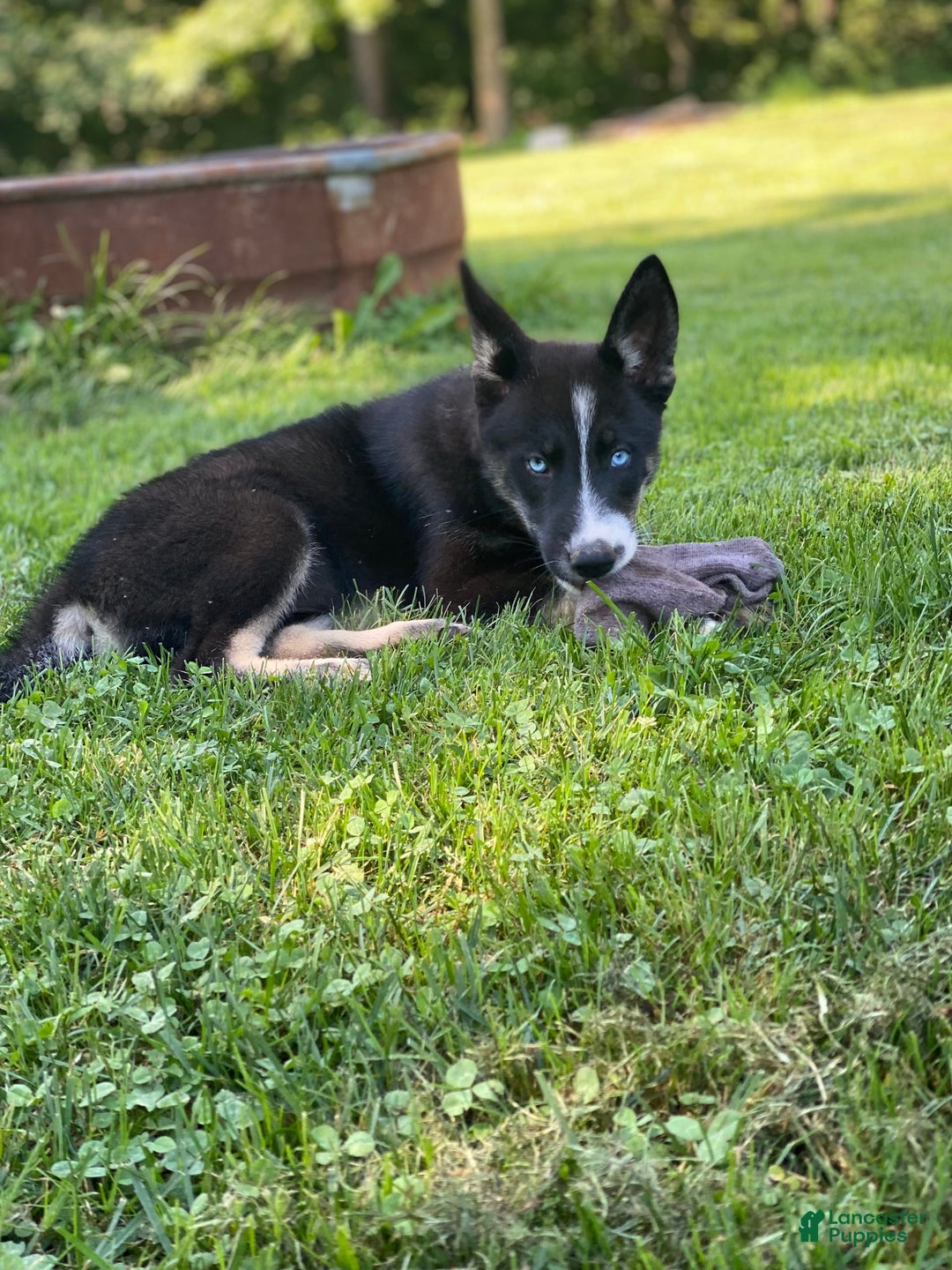 Gerberian Shepsky dogs for sale: Princess - Image 19