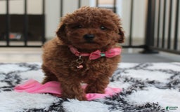 Toy Poodle dogs for sale: Haley - Image 18