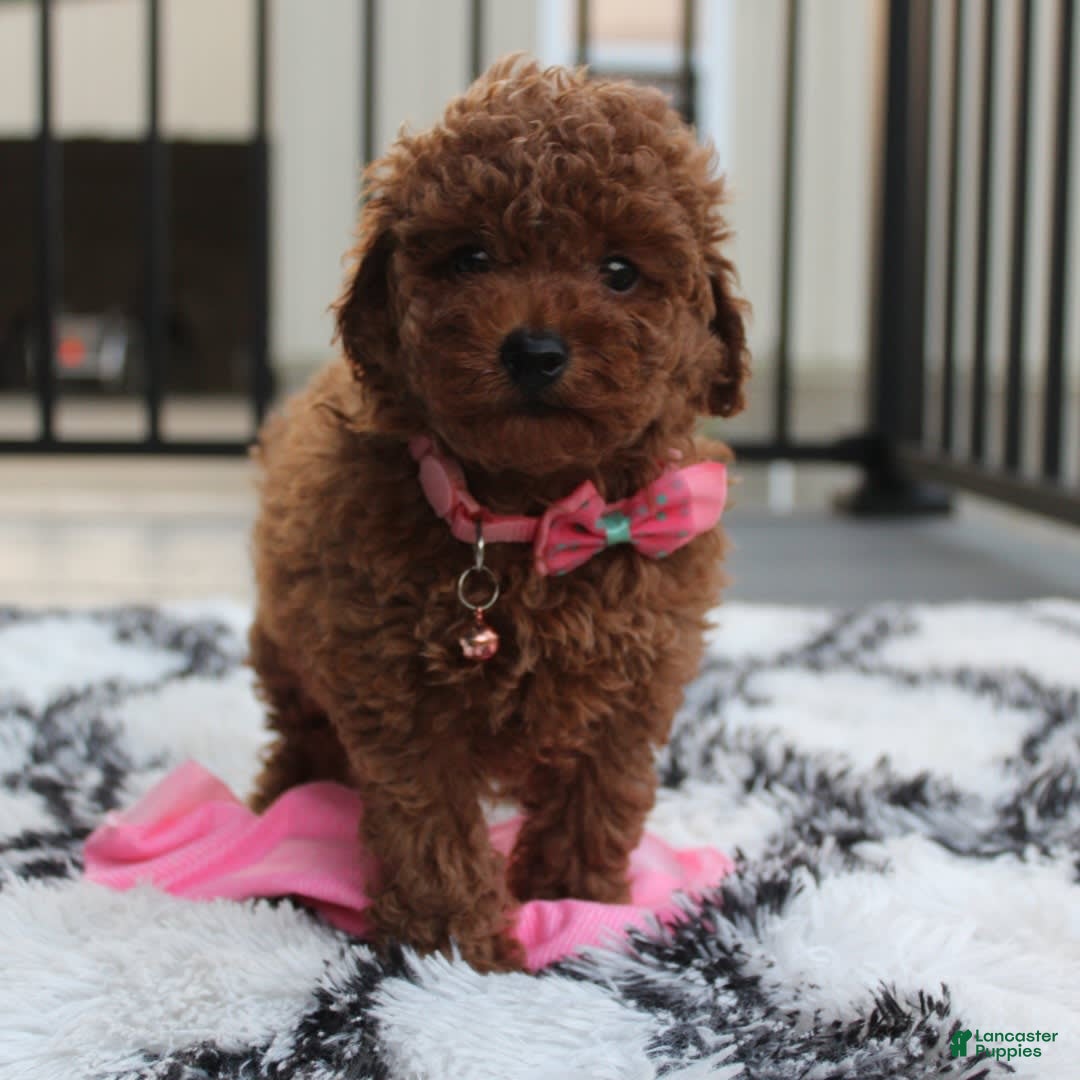 Toy Poodle dogs for sale: Haley - Image 18