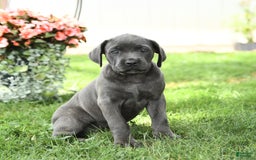 Cane Corso dogs for sale: Bunny - Image 4