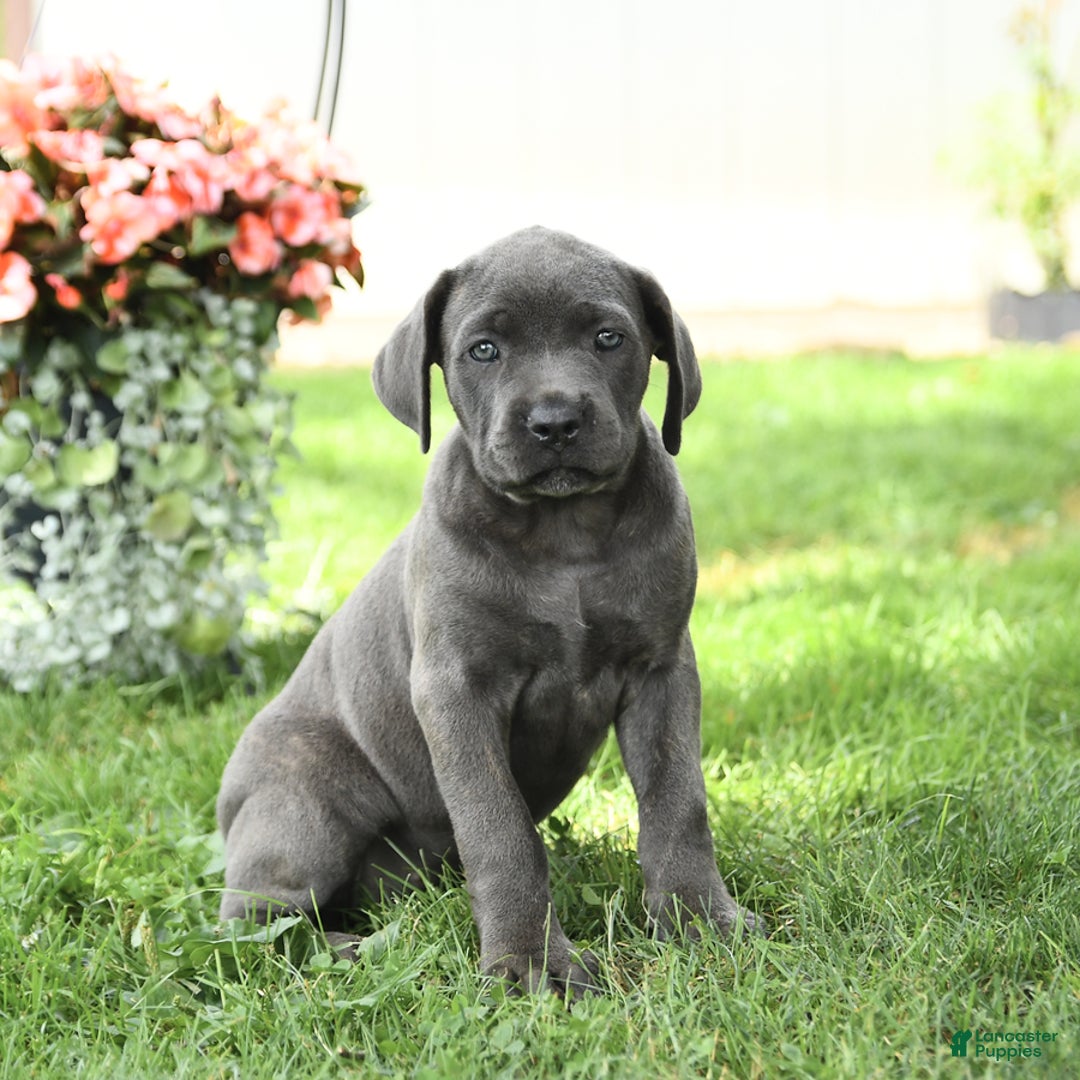 Cane Corso dogs for sale: Bunny - Image 4