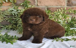 Newfoundland dogs for sale: Sarge - Image 4
