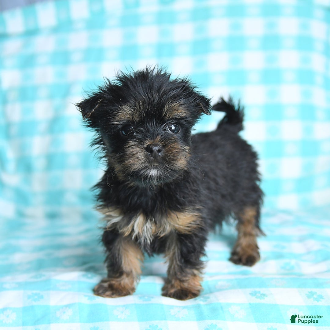 Morkie dogs for sale: Ginger - Image 1