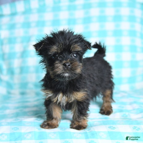 Morkie dogs for sale - Ad 1
