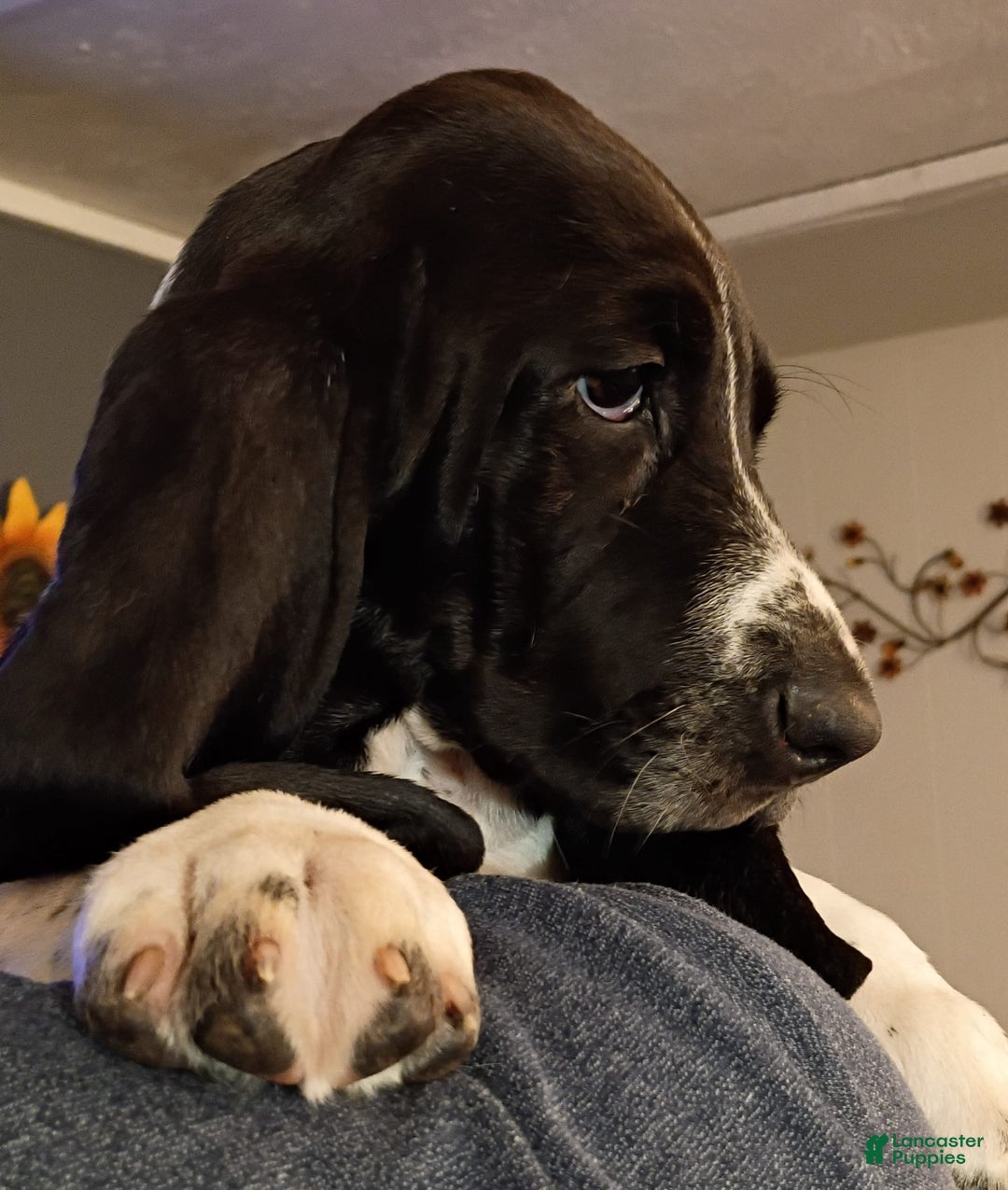 Basset Hound dogs for sale: Shiloh - Image 11