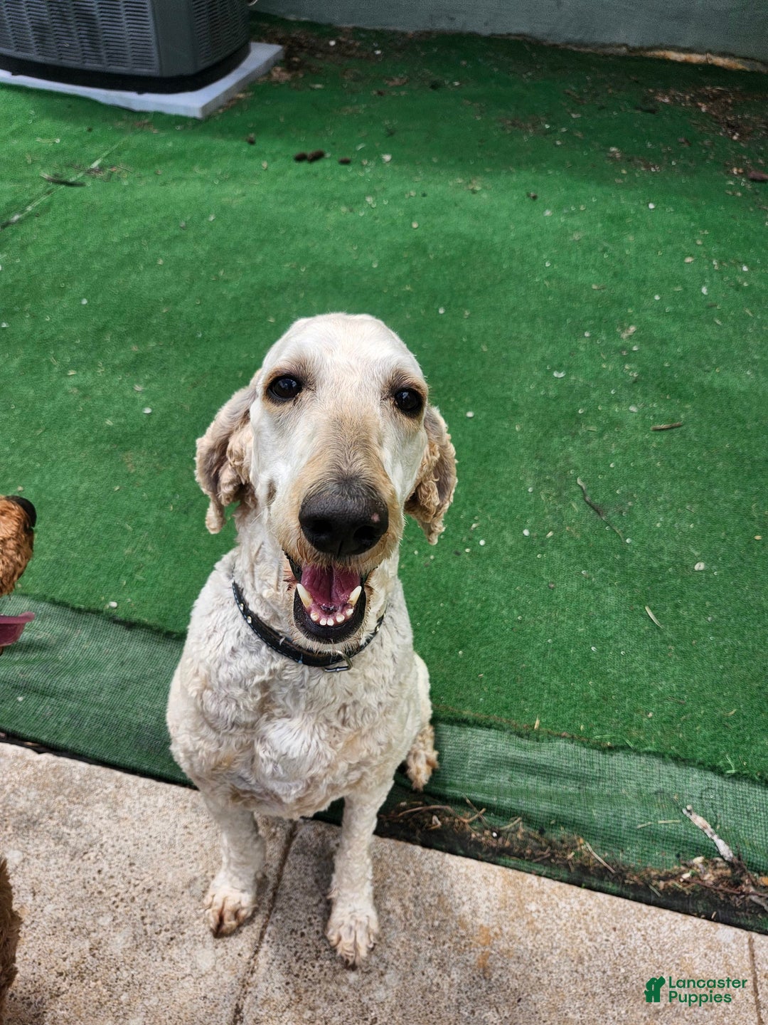 Standard Poodle dogs for sale: Bubbles - Image 5