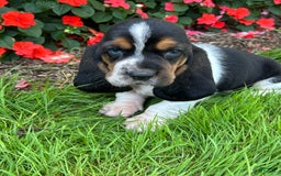 Basset Hound dogs for sale: Theo - Image 4