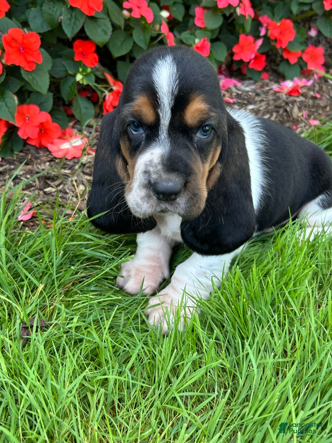 Basset Hound dogs for sale: Theo - Image 4