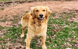 Golden Retriever dogs for sale: Drew - Image 6
