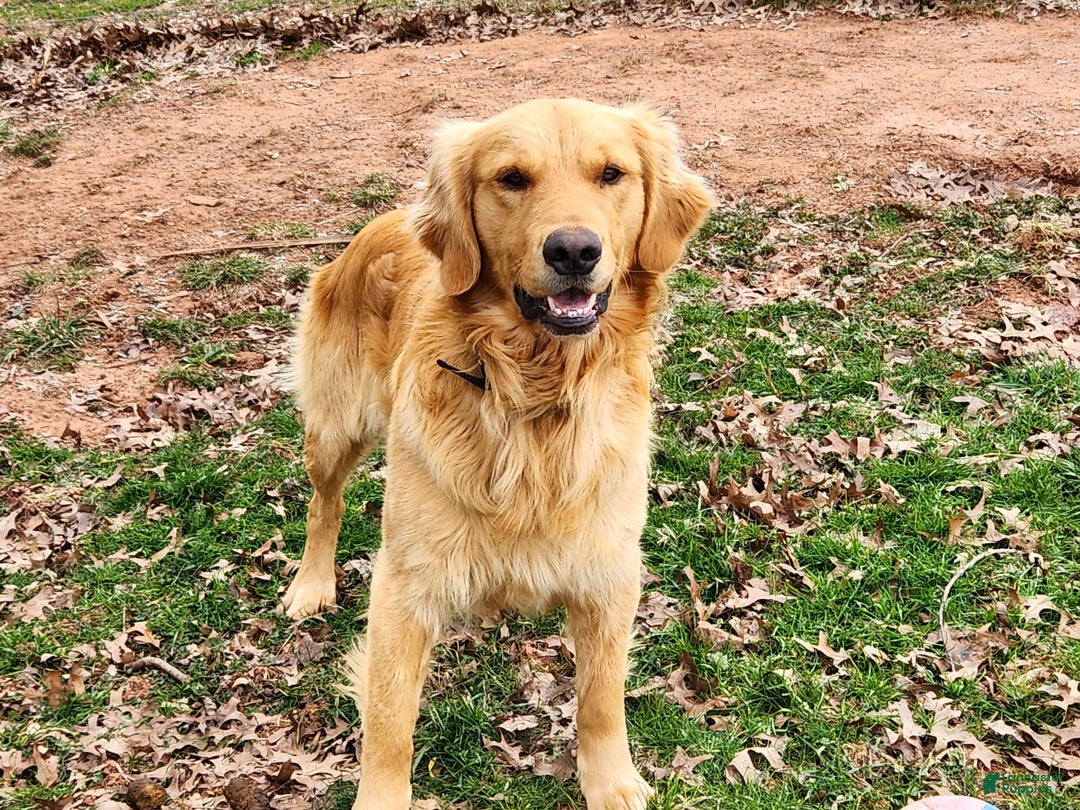 Golden Retriever dogs for sale: Drew - Image 6