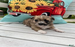 Chihuahua dogs for sale: Finn - Image 7