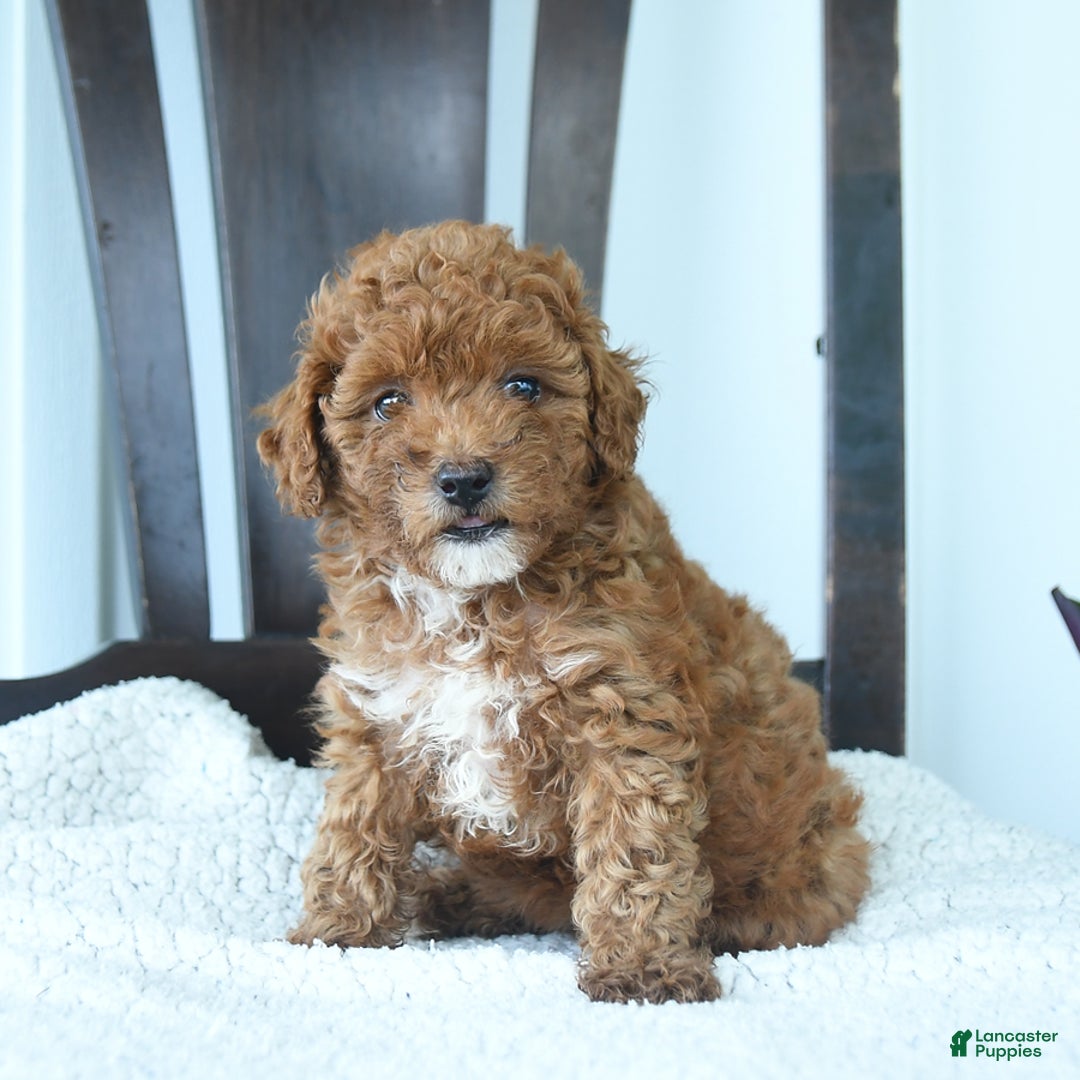 Miniature Poodle dogs for sale: Hazel - Image 1