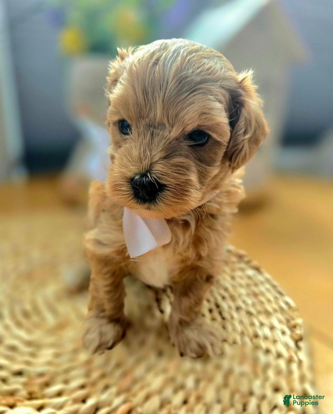 Maltipoo dogs for sale: Maxxy - Image 3