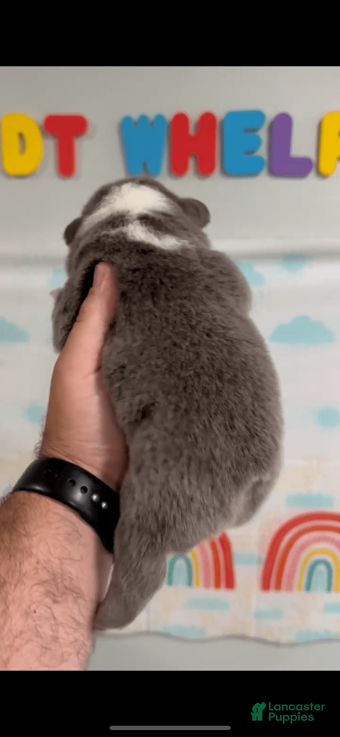 French Bulldog dogs for sale: Fluffy Panda Female 2 - Image 5