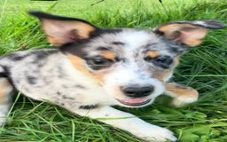 Australian Shepherd dogs for sale: Abbey - Image 3