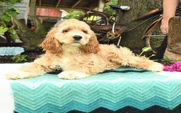 Cocker Spaniel dogs for sale: Huck - Image 16